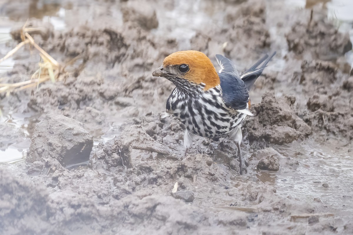 Lesser Striped Swallow - ML644451579