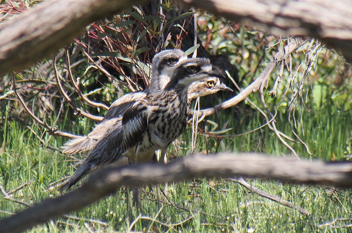 Bush Thick-knee - ML644451587