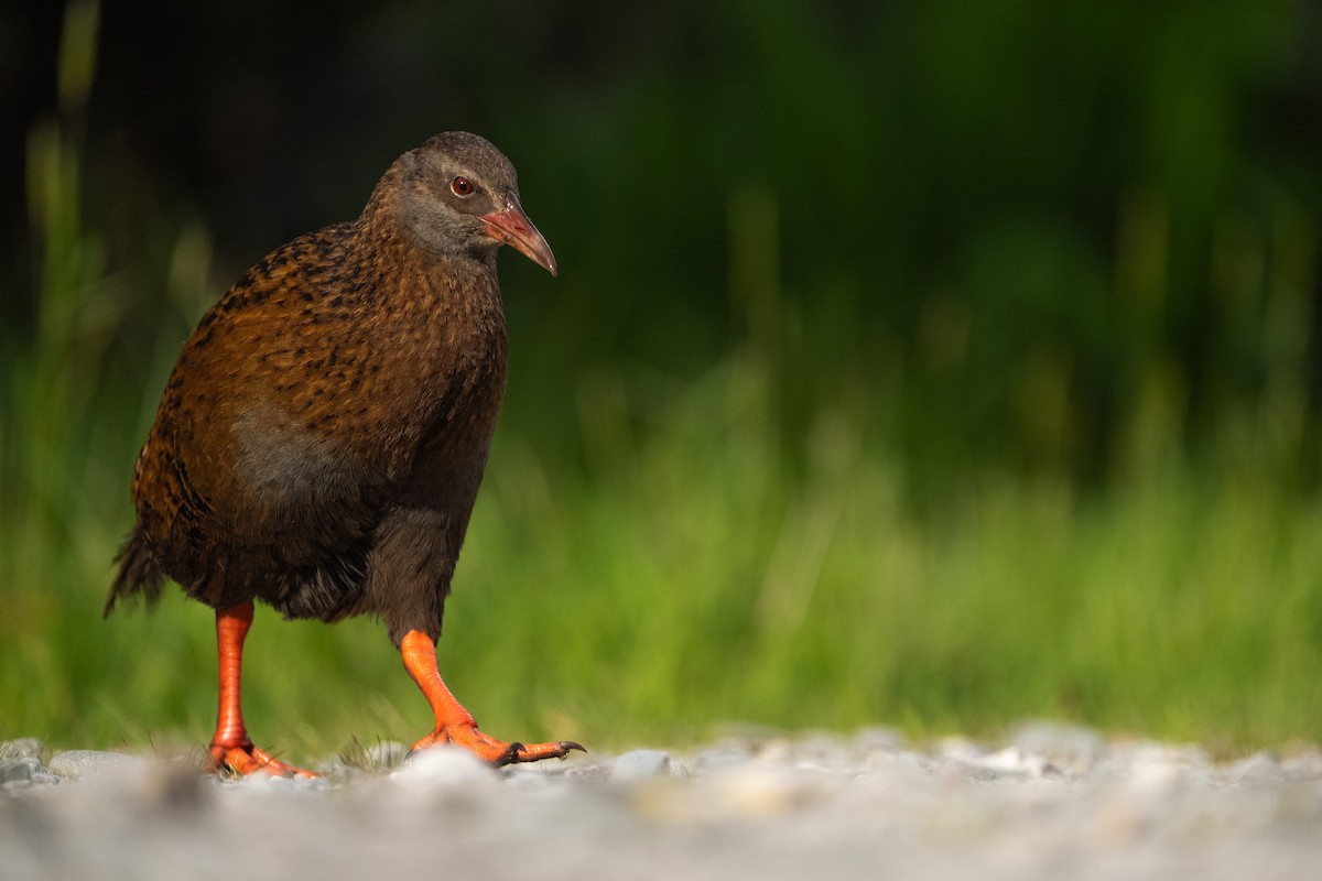 Уэка - ML644451590