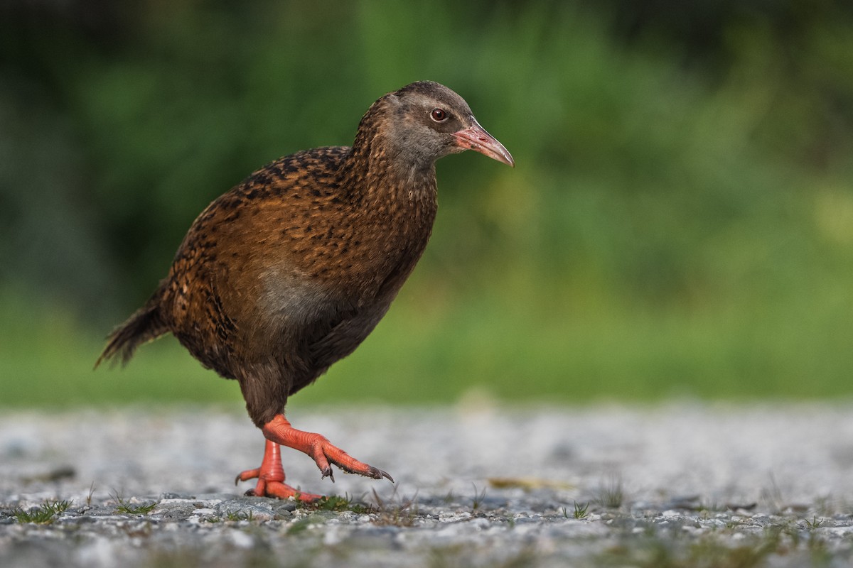 Уэка - ML644451591