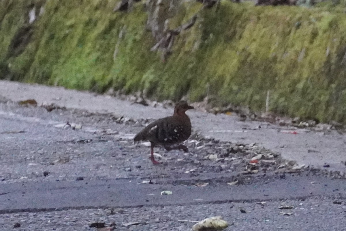 Red-breasted Partridge - ML644451592