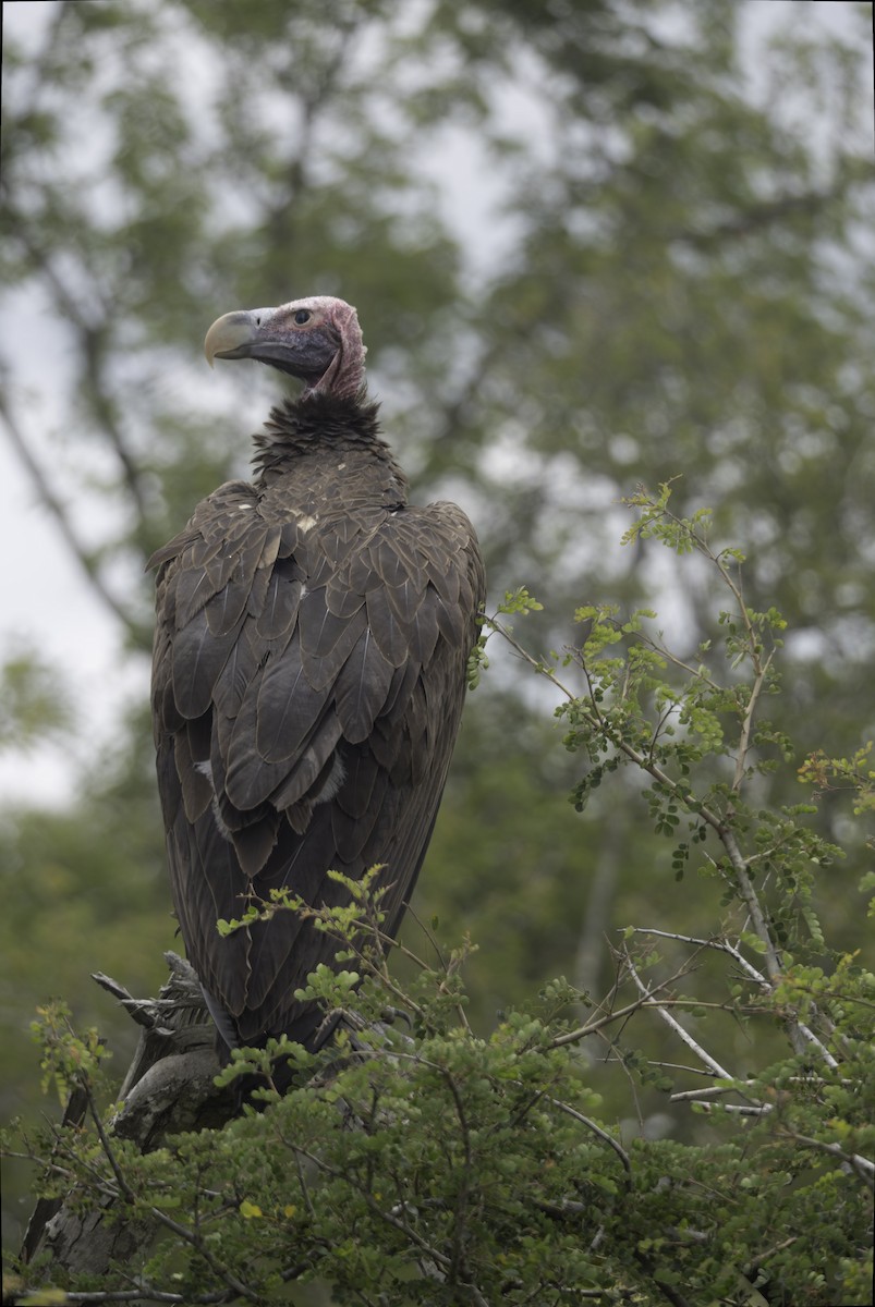 sup ušatý - ML644451613