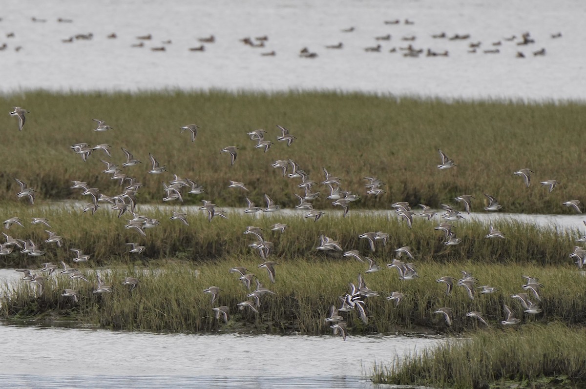 jespák obecný - ML644451615