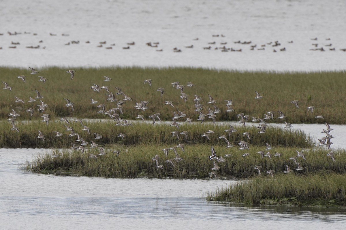 jespák obecný - ML644451616