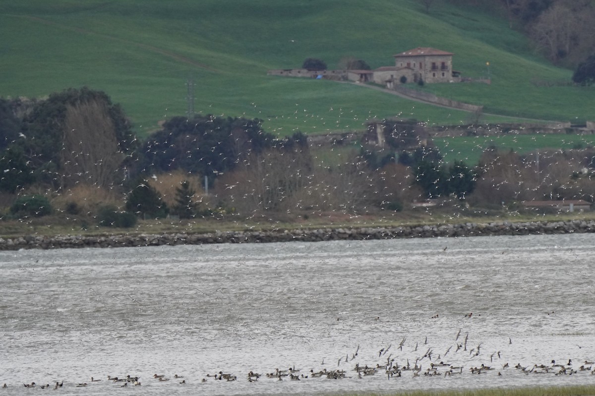 jespák obecný - ML644451617