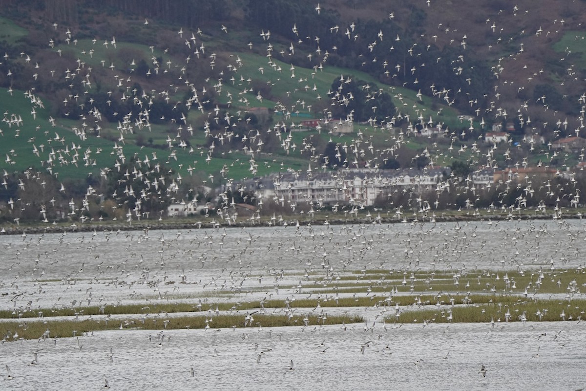 jespák obecný - ML644451618