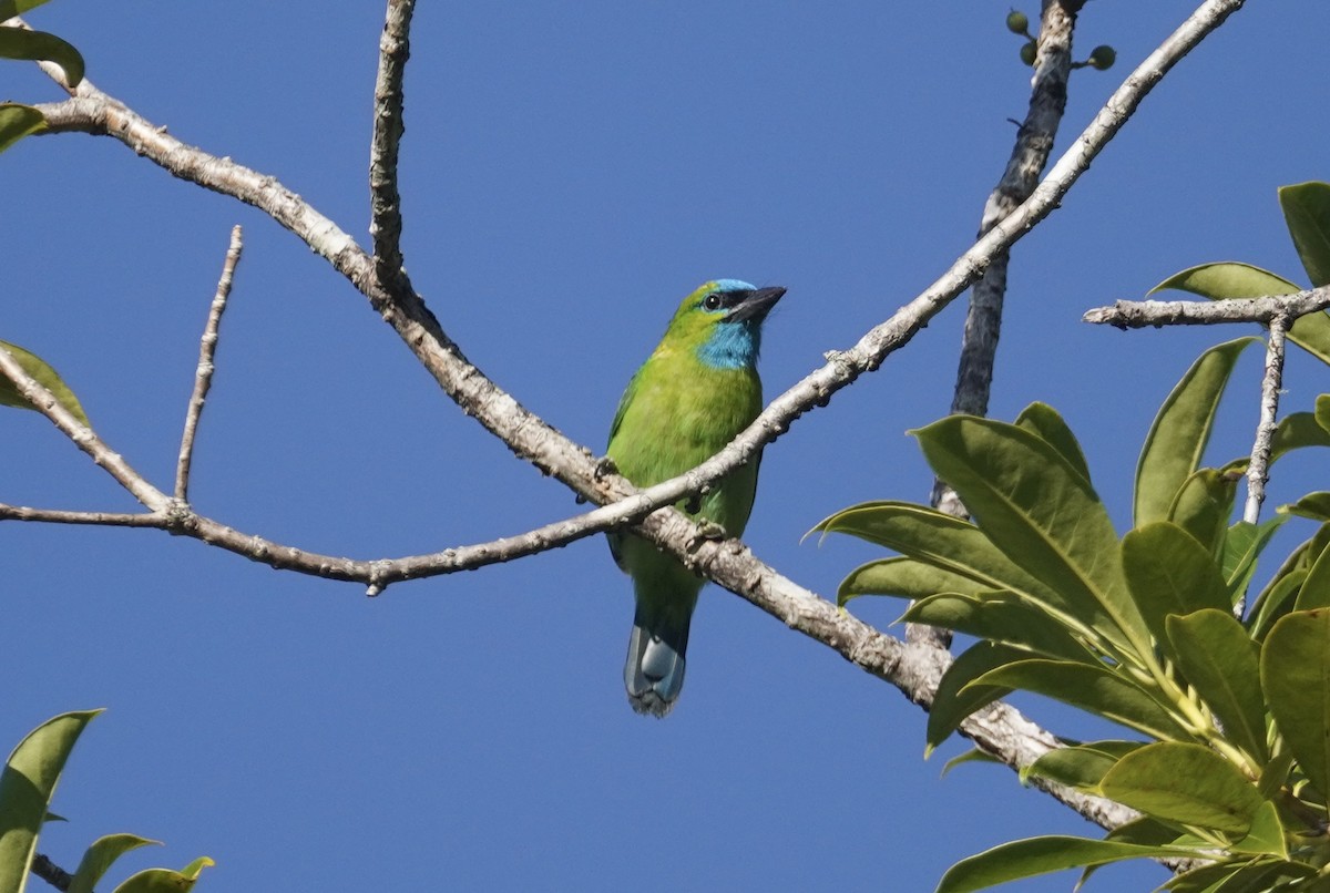 Golden-naped Barbet - ML644451623
