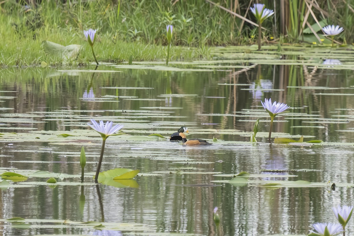 African Pygmy-Goose - ML644451625