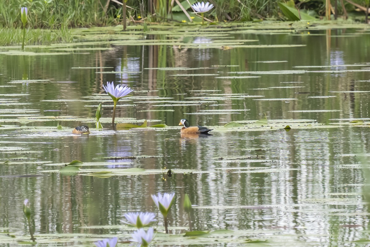 African Pygmy-Goose - ML644451626