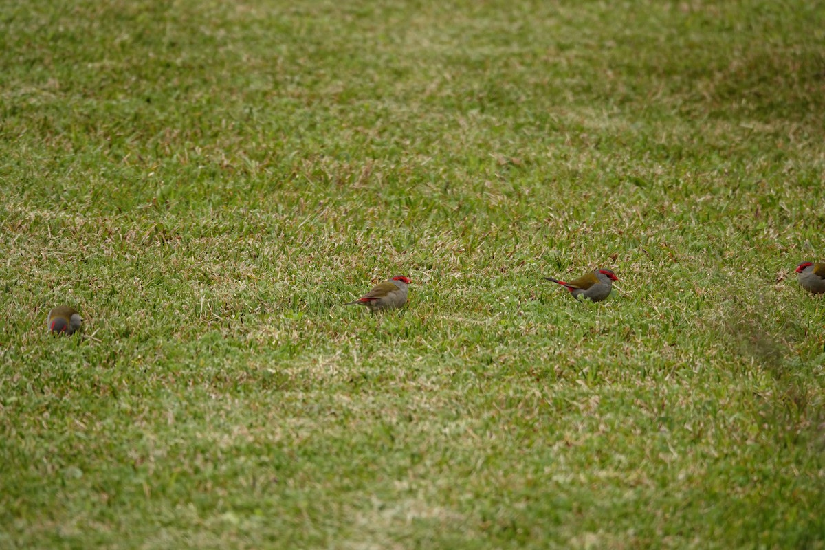 Краснобровая амадина - ML644451631