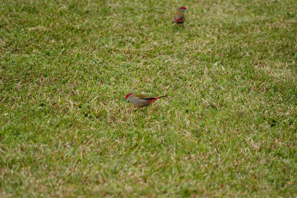 Краснобровая амадина - ML644451632