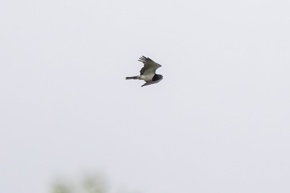 Black-chested Snake-Eagle - ML644451638