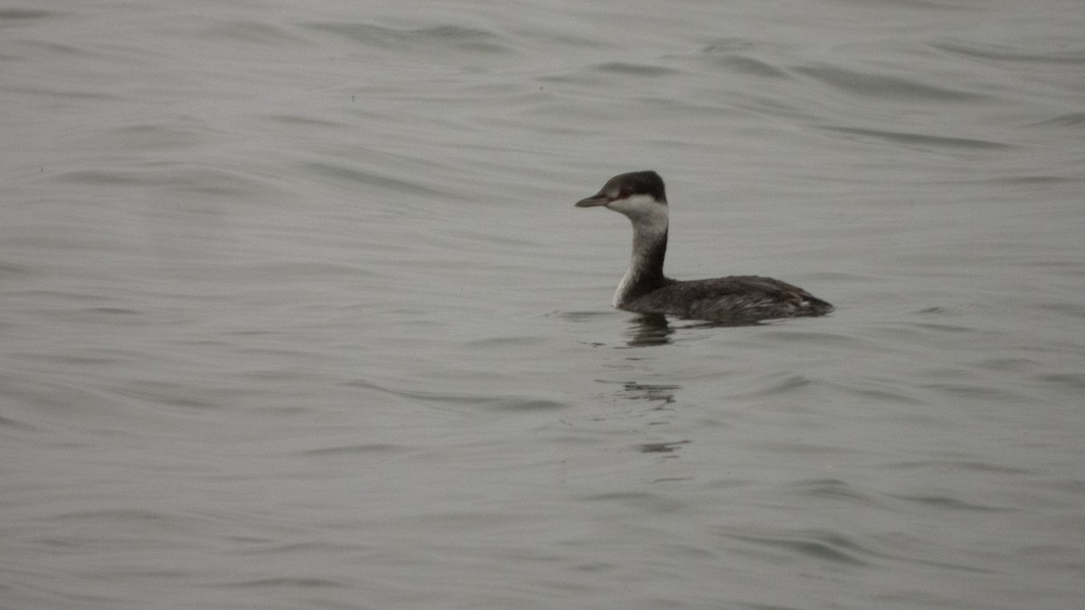 Ухаа шунгуур - ML644451651