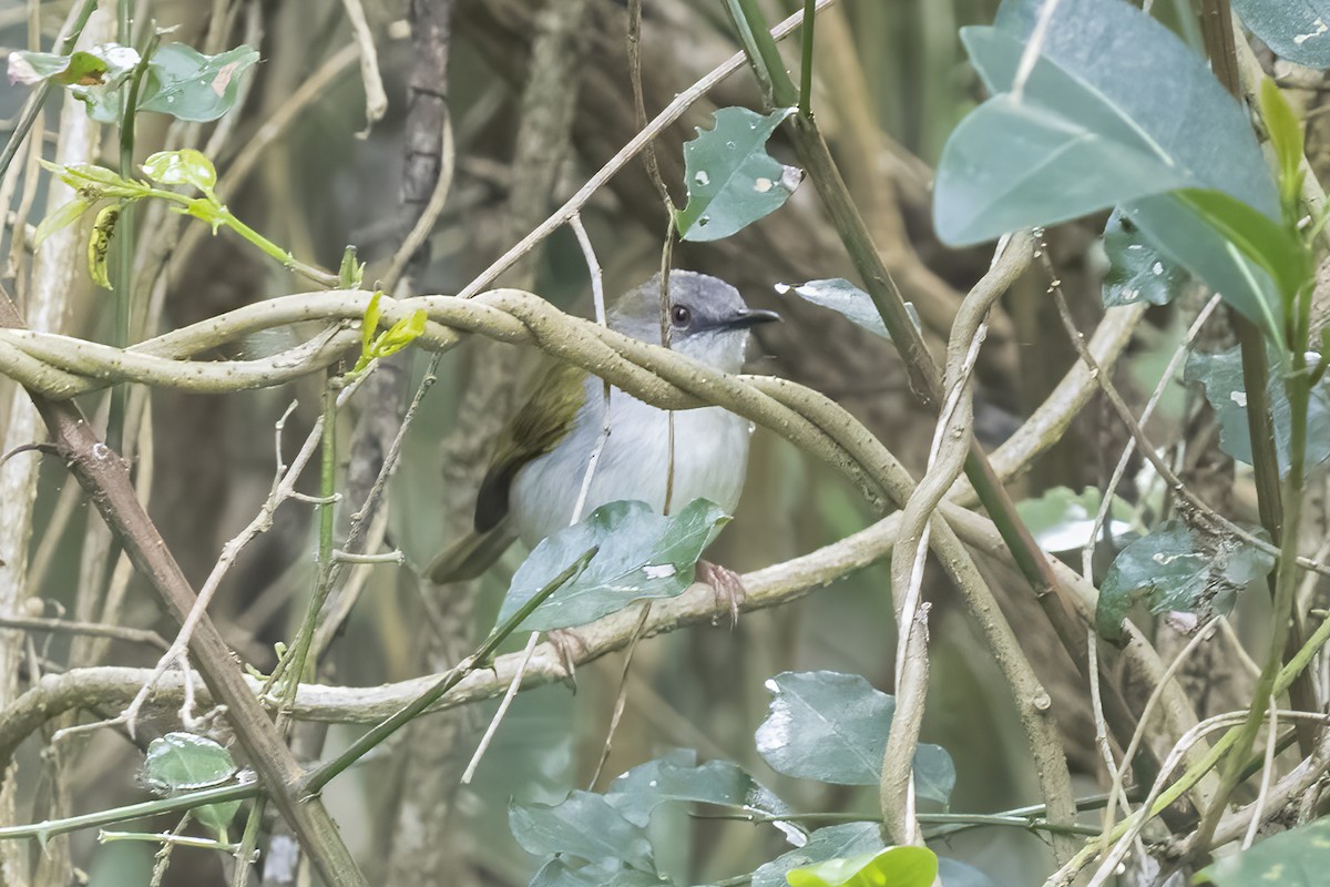 Yeşil Sırtlı Kamaropter - ML644451669