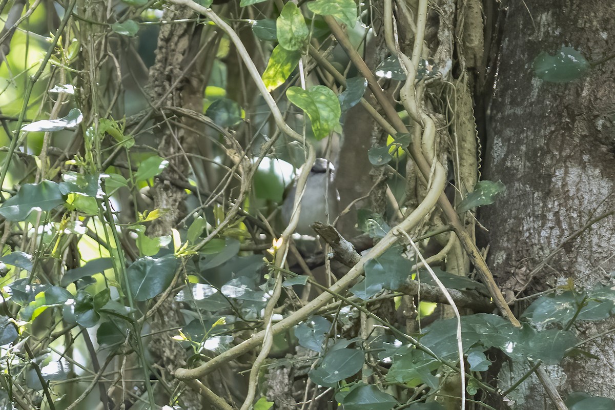 Yeşil Sırtlı Kamaropter - ML644451670