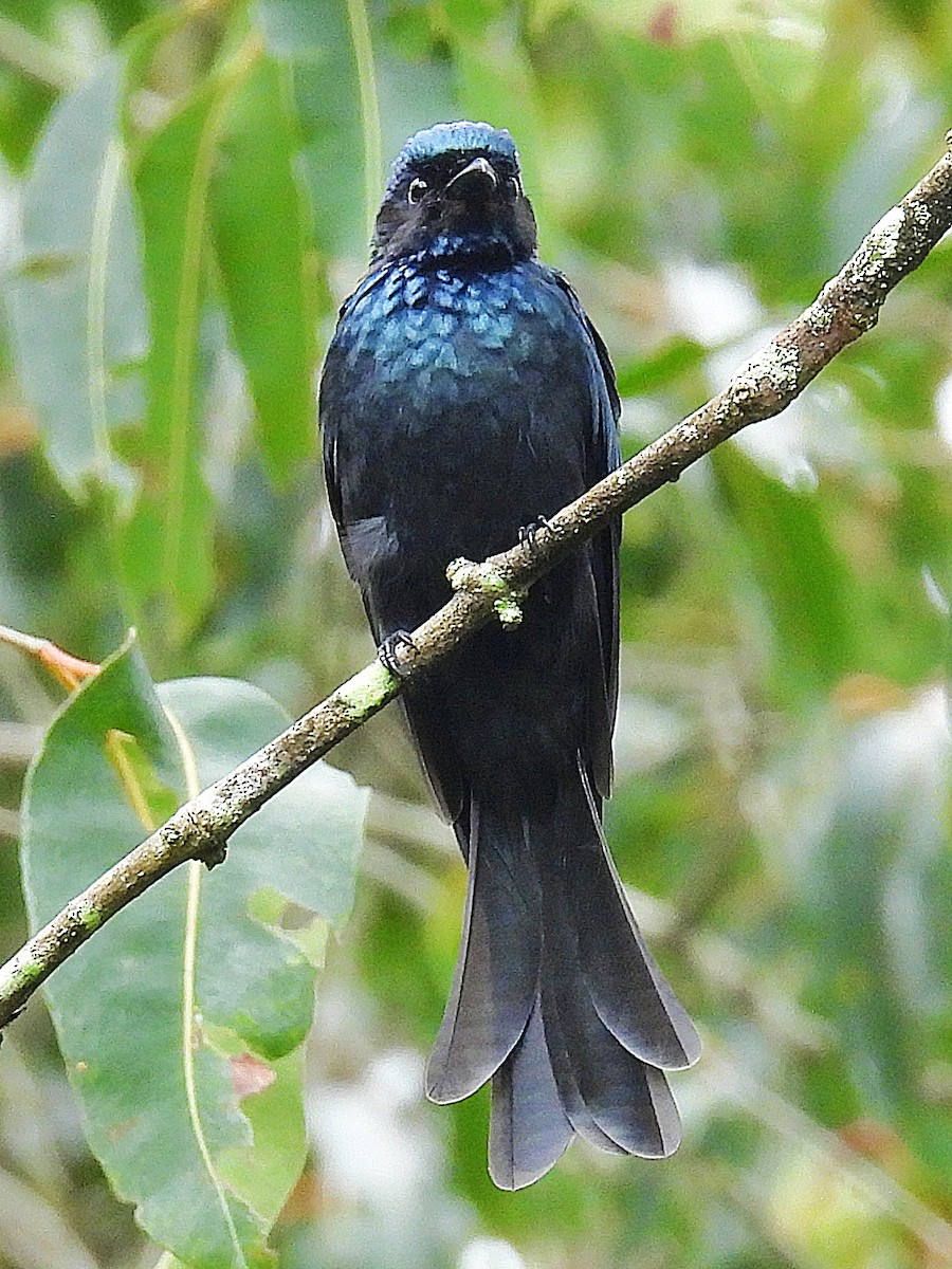 Bronzed Drongo - ML644451673