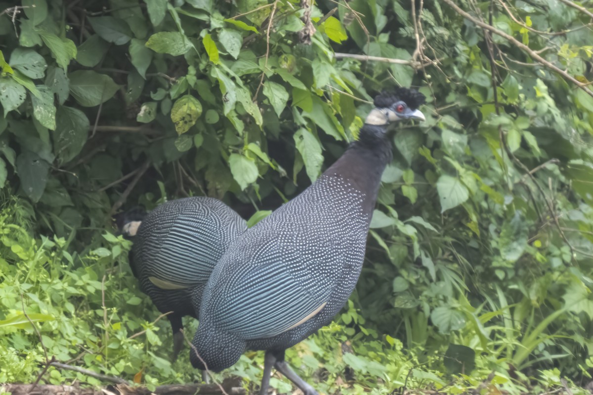 Southern Crested Guineafowl - ML644451675