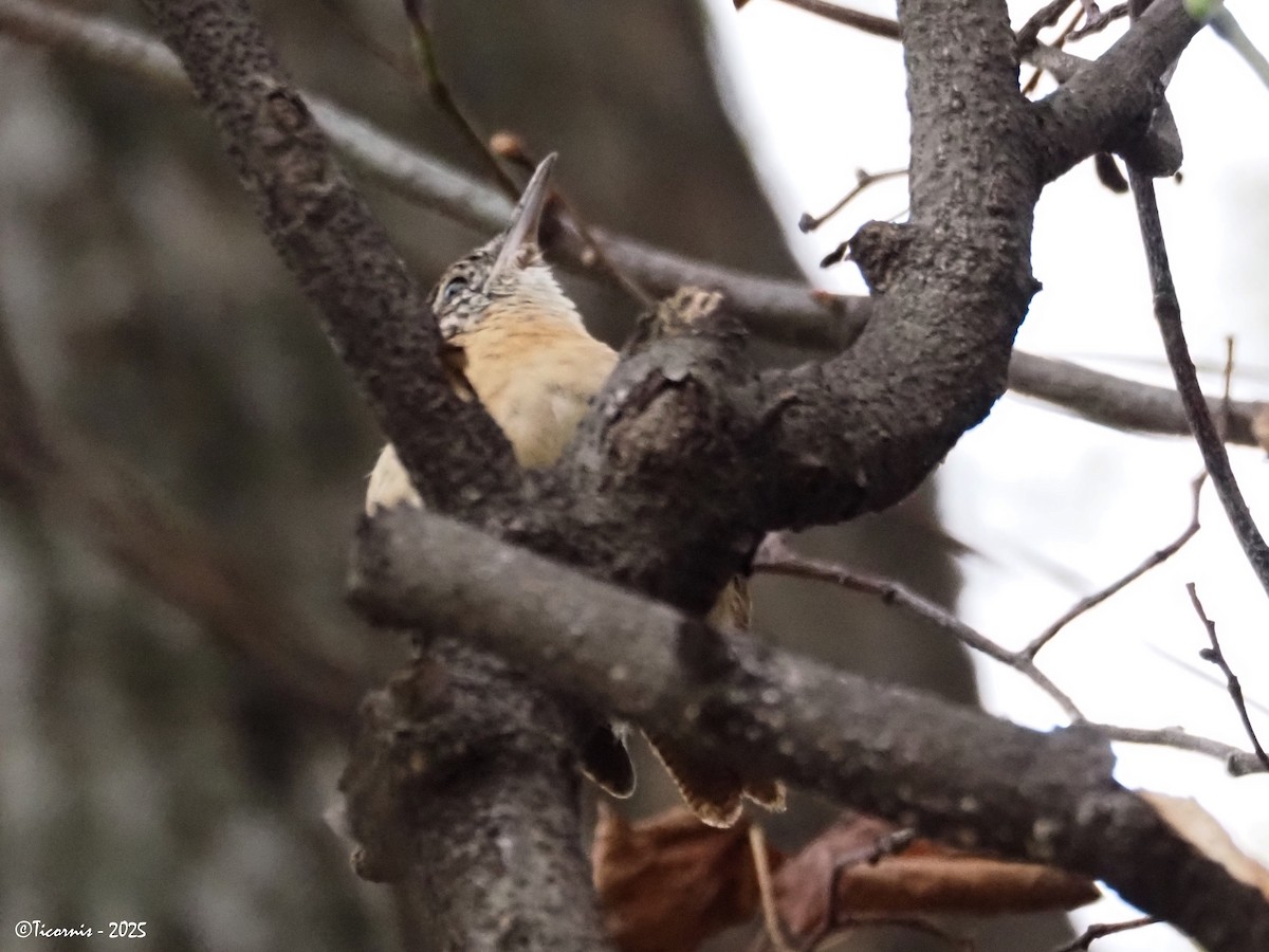 Carolinazaunkönig - ML644451683