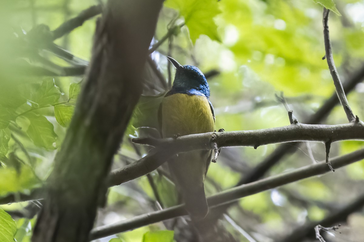 Collared Sunbird - ML644451688