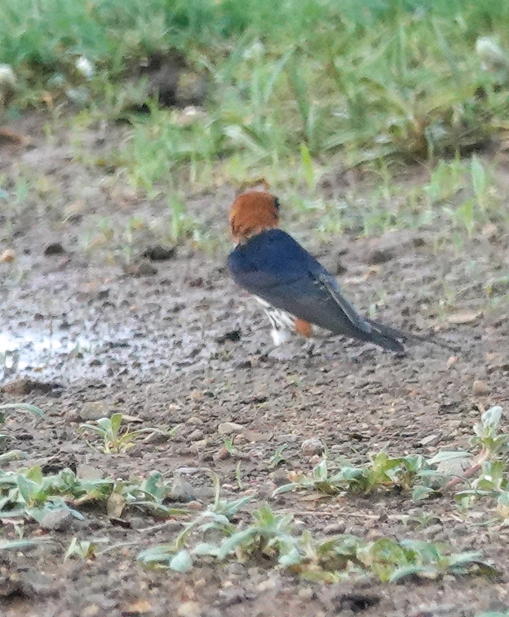 Lesser Striped Swallow - ML644451690
