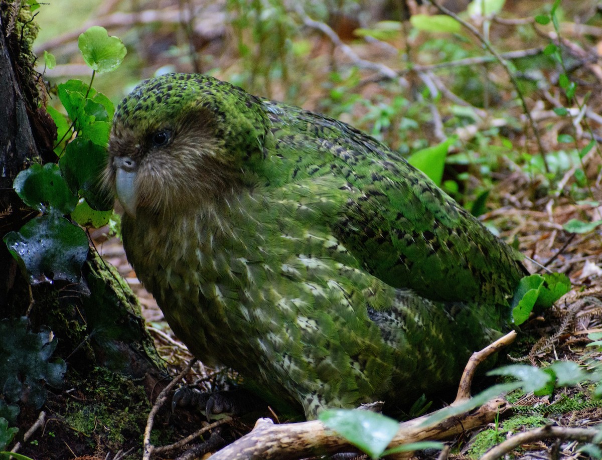 kakapo - ML644451693
