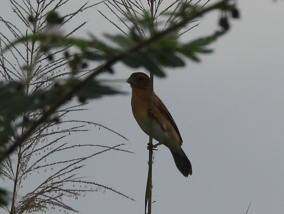 Ткачик золоточеревий - ML644451708