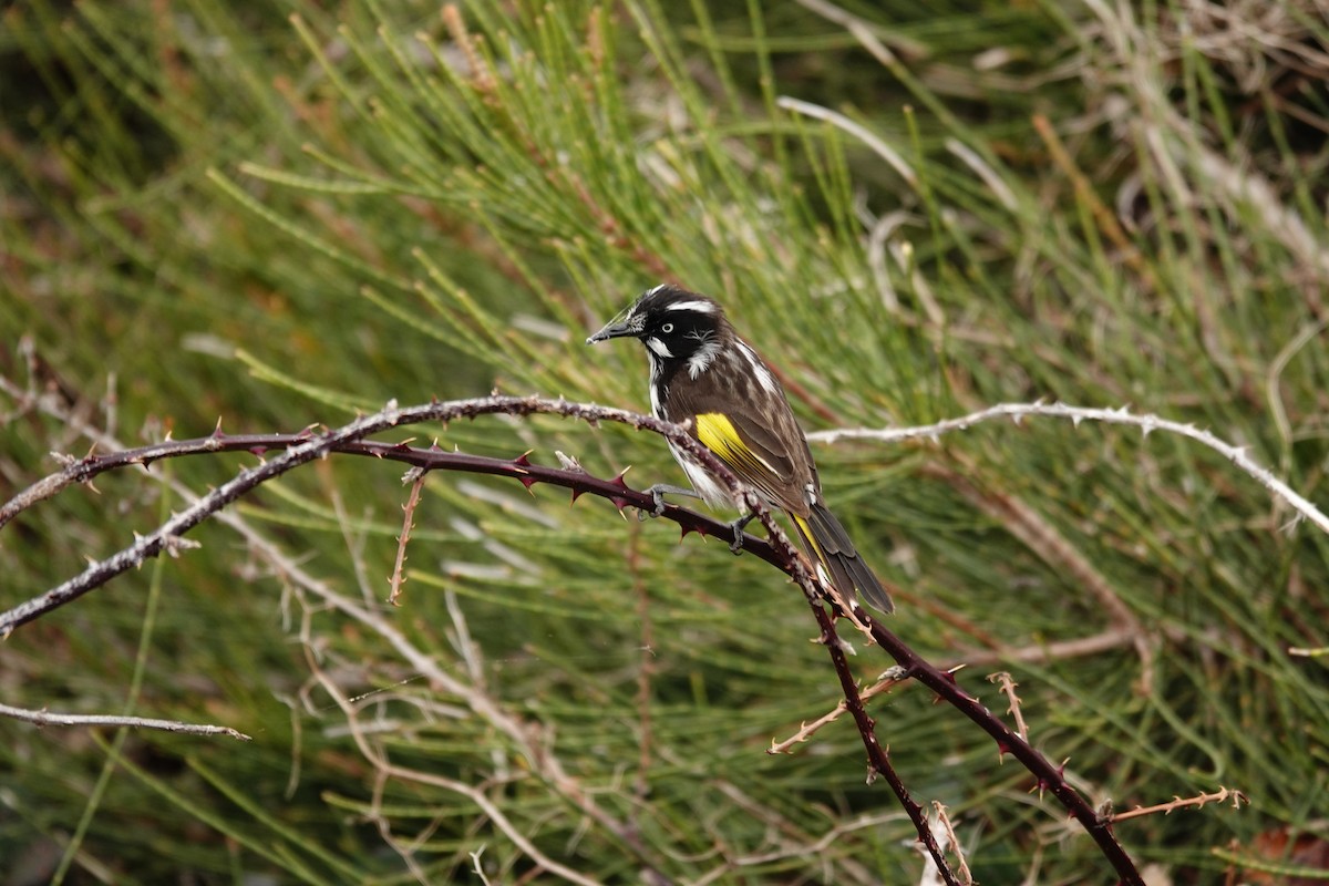 Weißaugen-Honigfresser - ML644451712