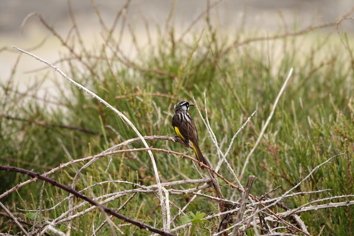 Weißaugen-Honigfresser - ML644451713