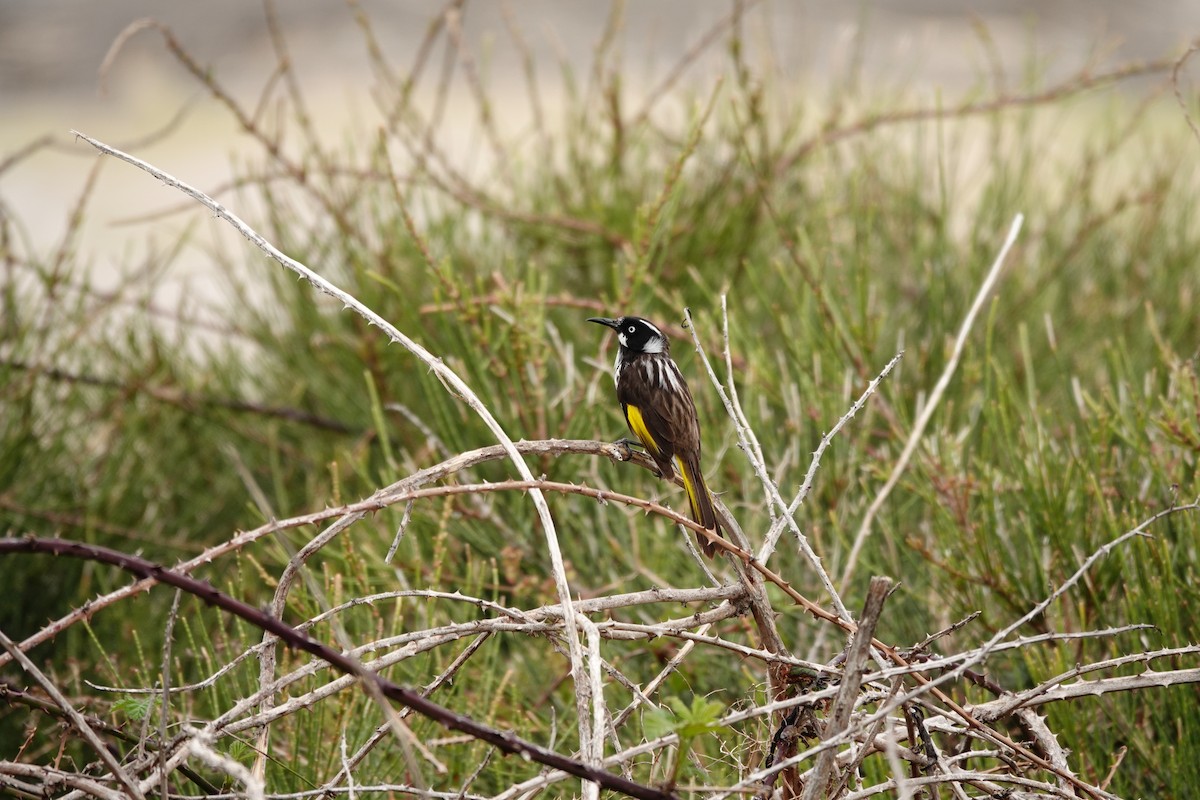 Weißaugen-Honigfresser - ML644451714