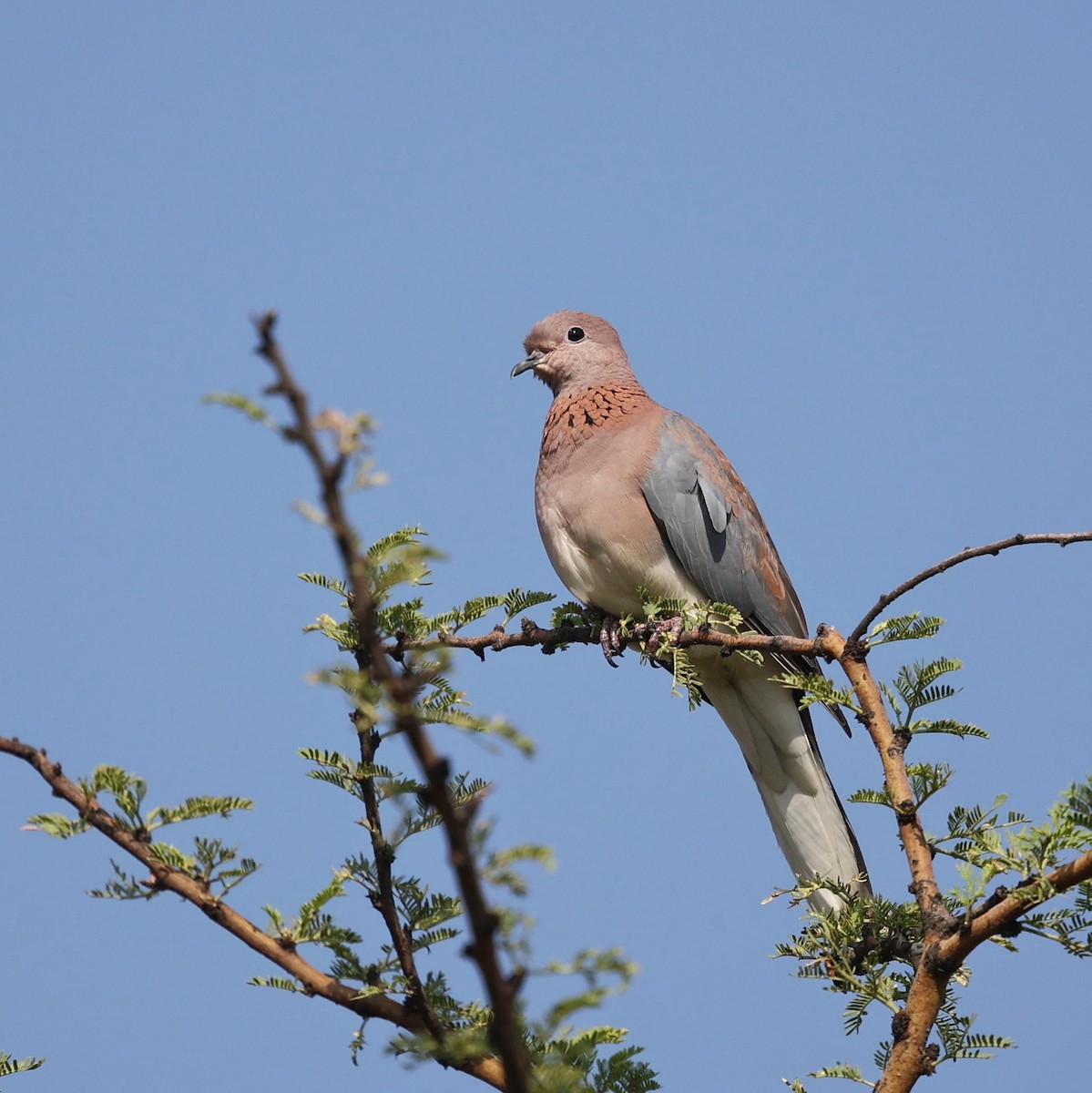 Малая горлица - ML644451725