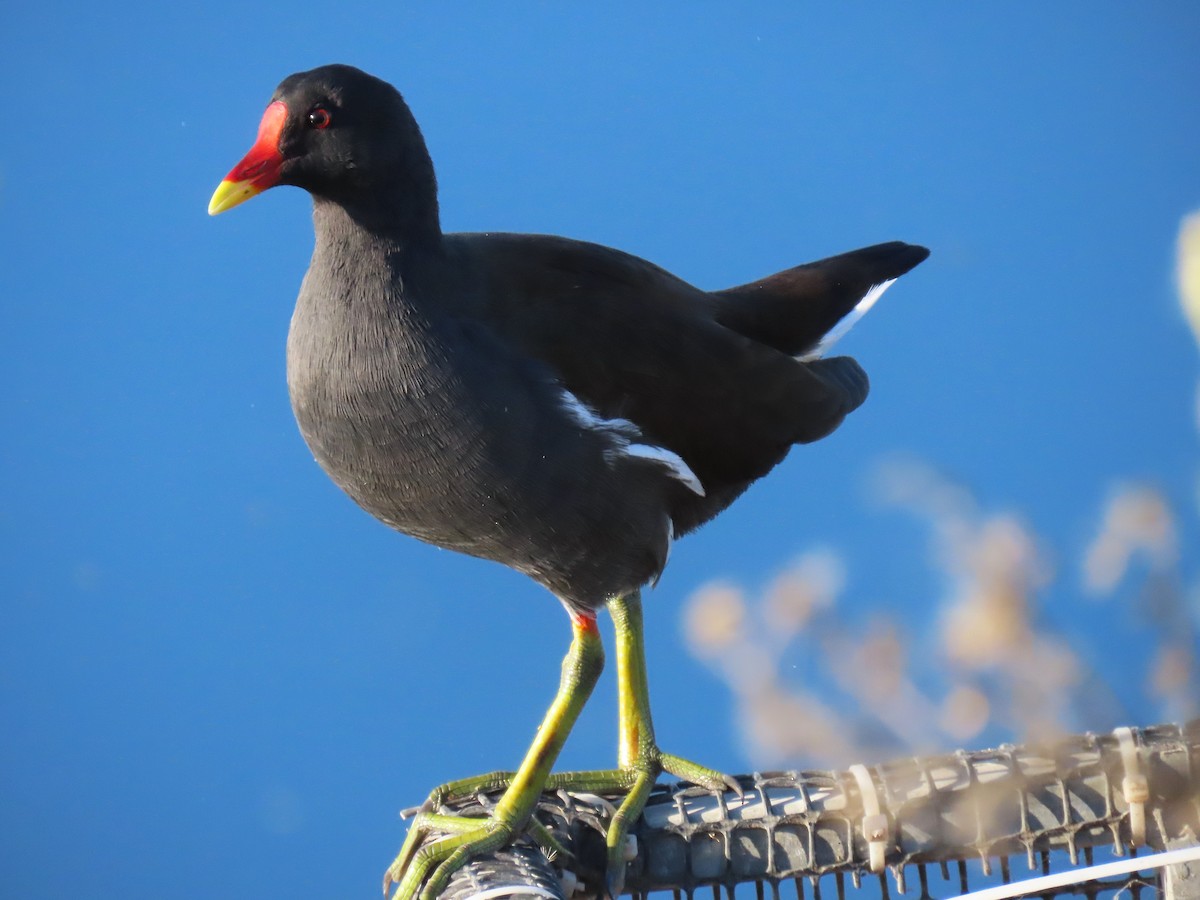 Eurasian Moorhen - ML644451726