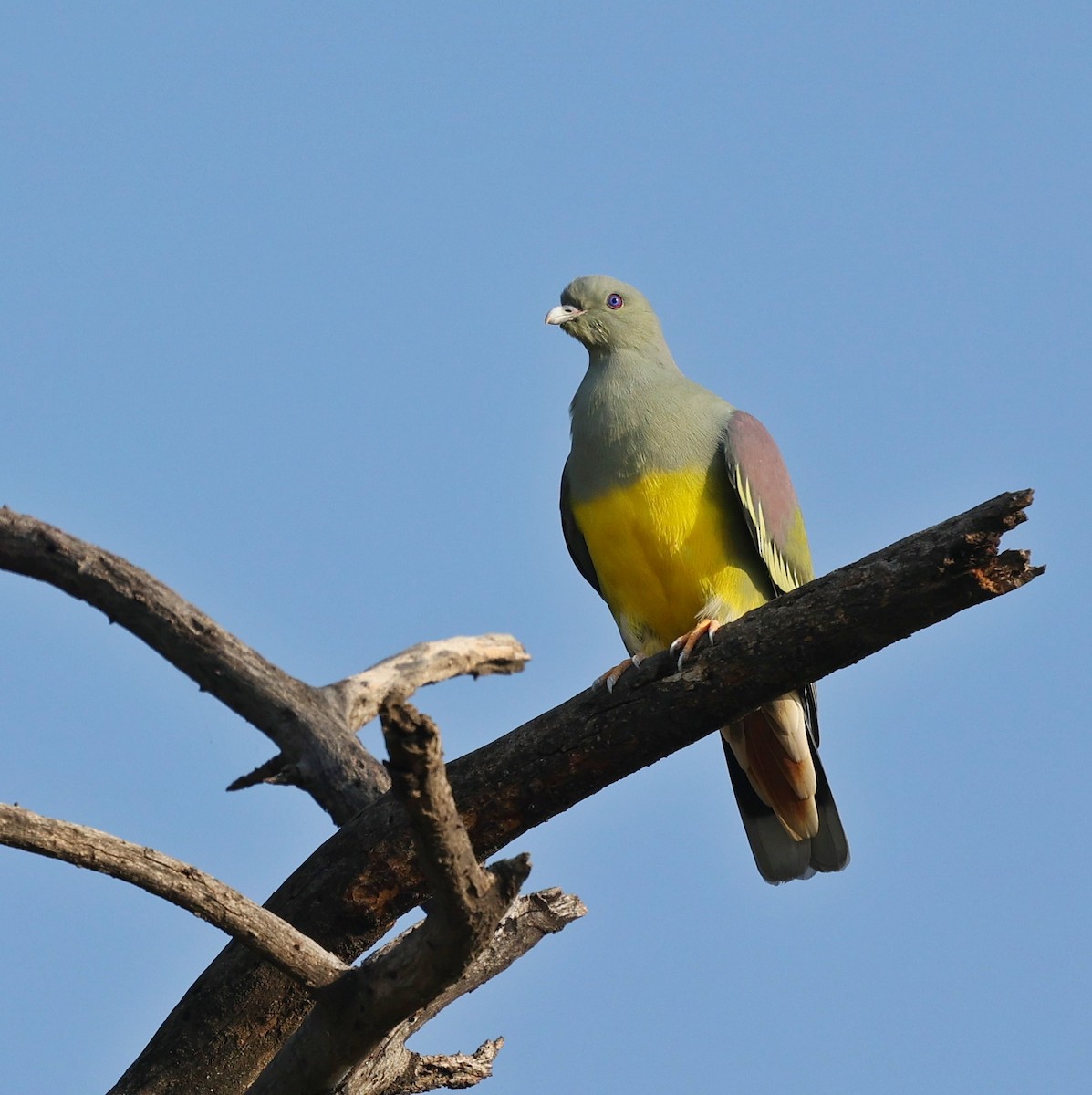 Bruce's Green-Pigeon - ML644451729