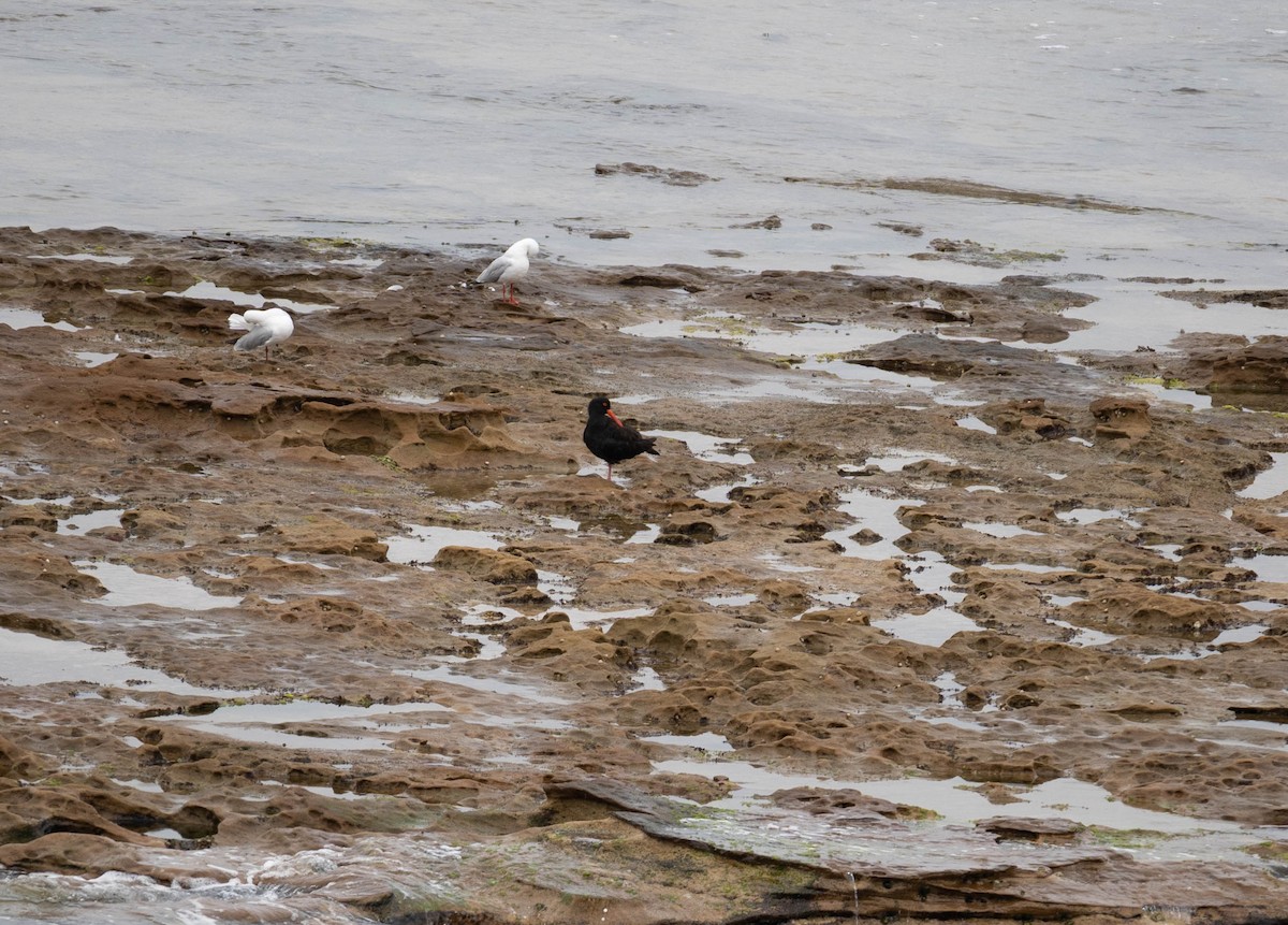 オーストラリアクロミヤコドリ - ML644451732