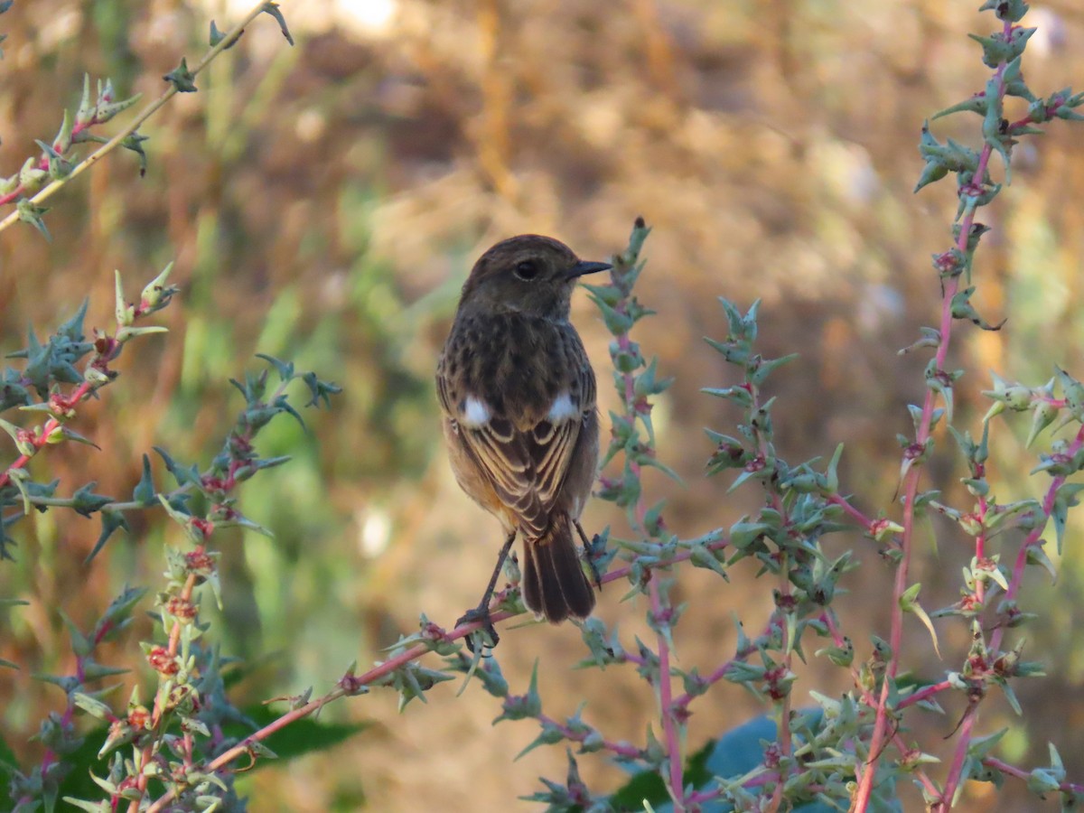 European Stonechat - ML644451736