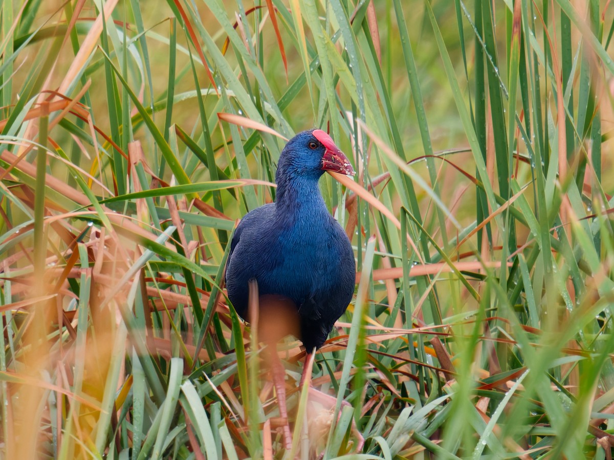 セイケイ - ML644451739