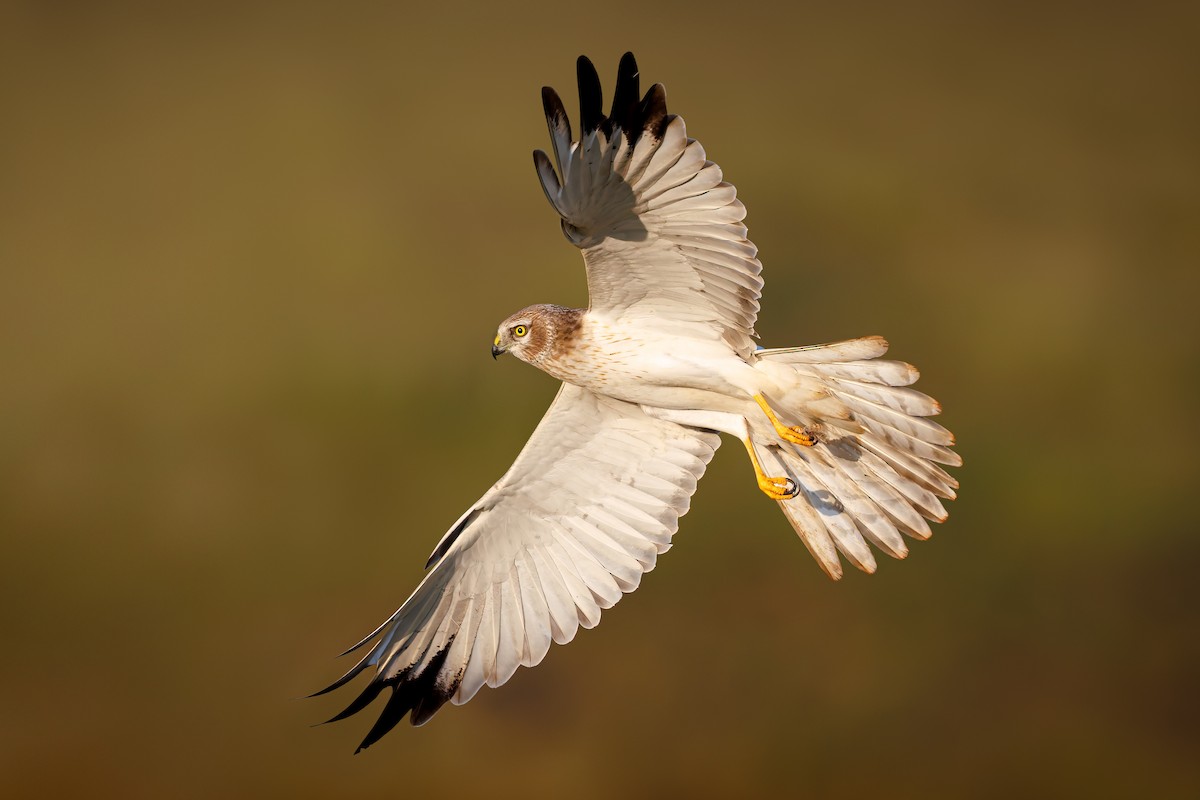 Aguilucho Papialbo - ML644451744