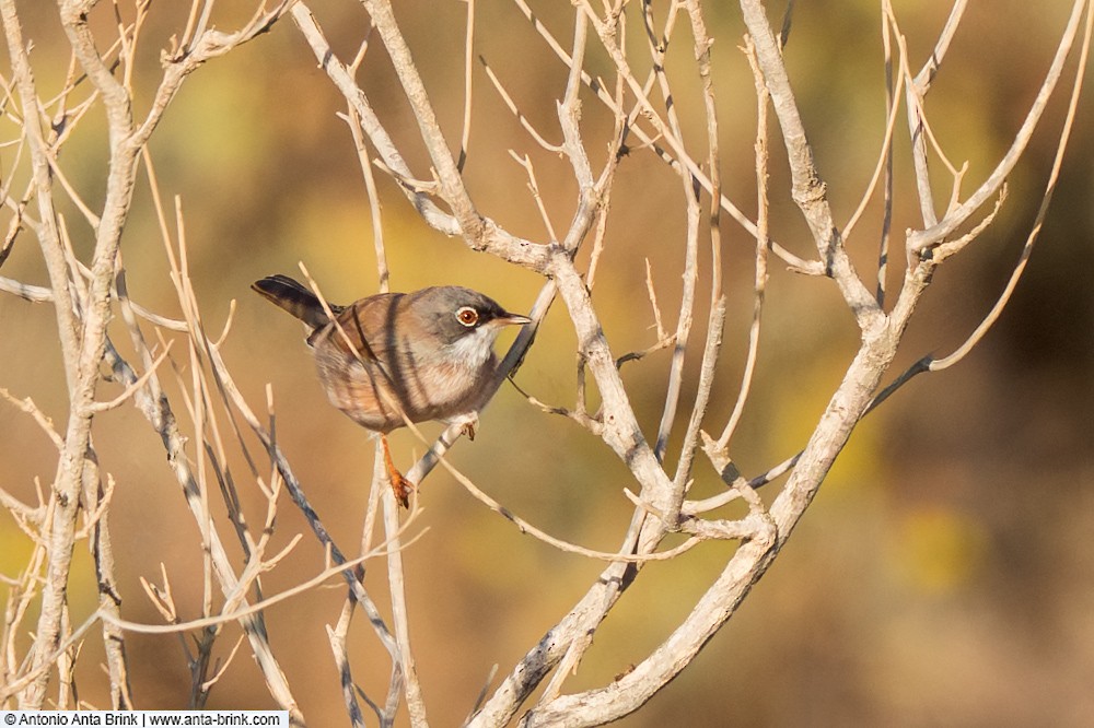Spectacled Warbler - ML644451746