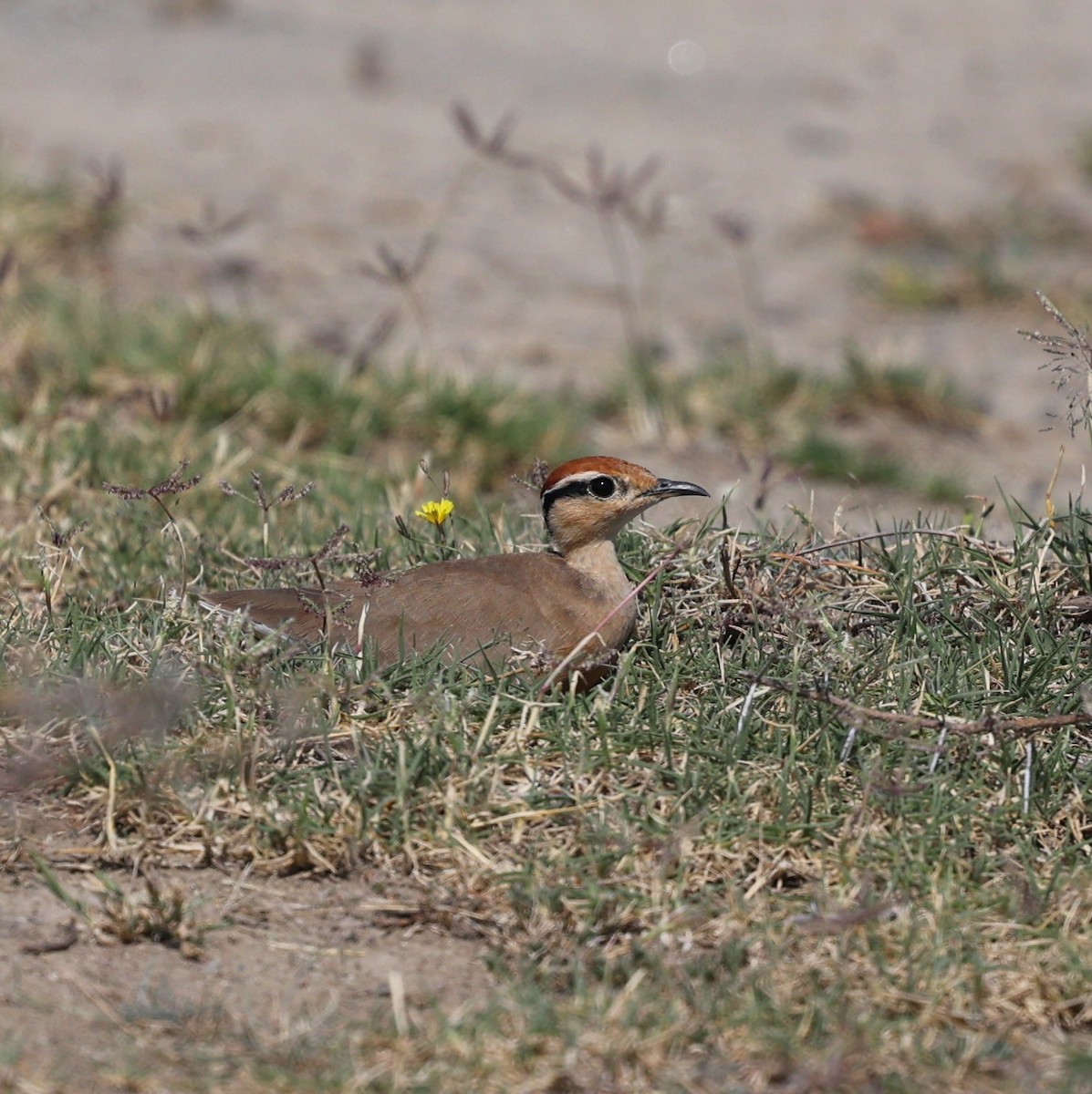 Temminck's Courser - ML644451747