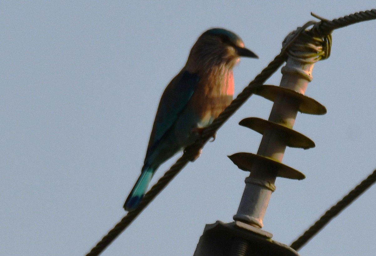 Indian Roller - ML644451748