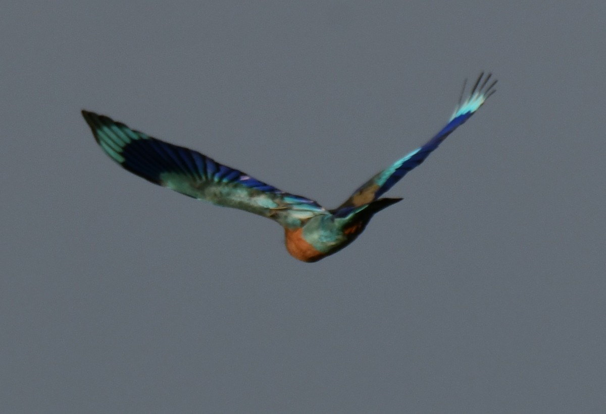 Indian Roller - ML644451751