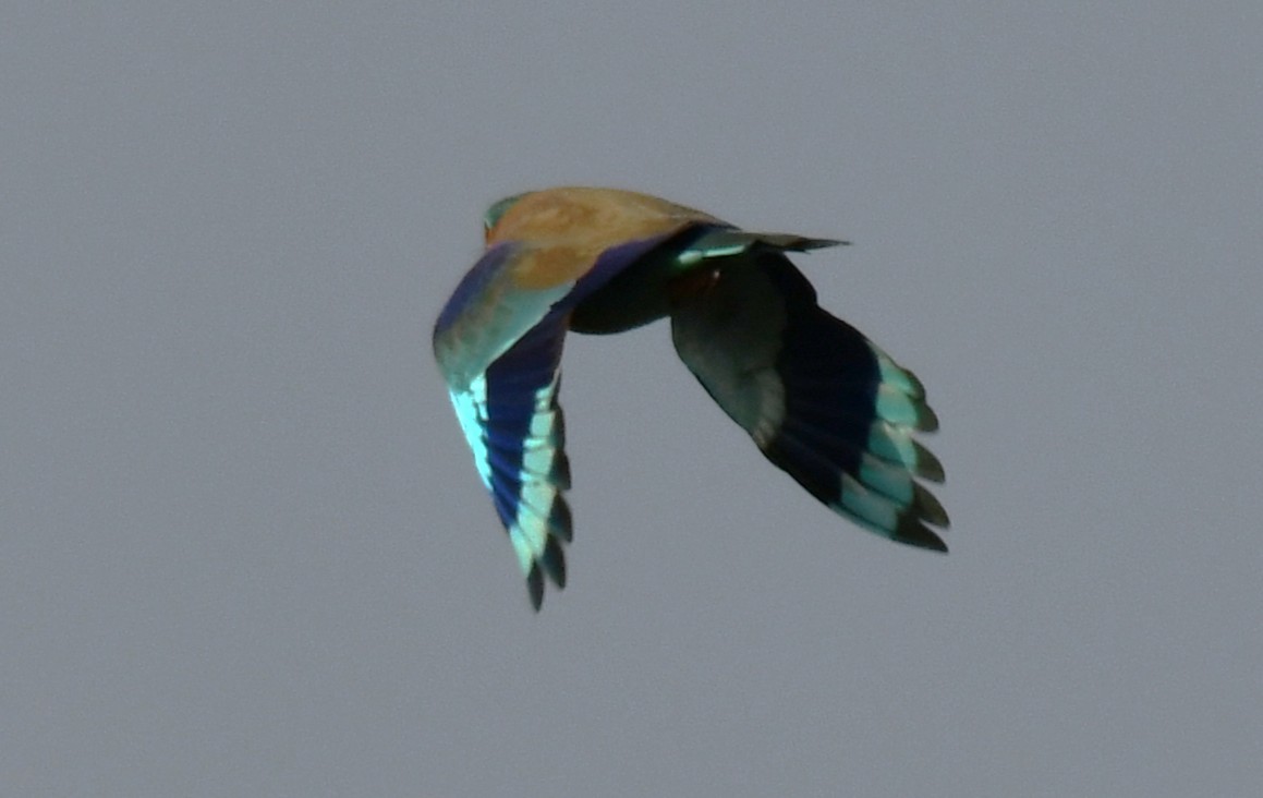 Indian Roller - ML644451753