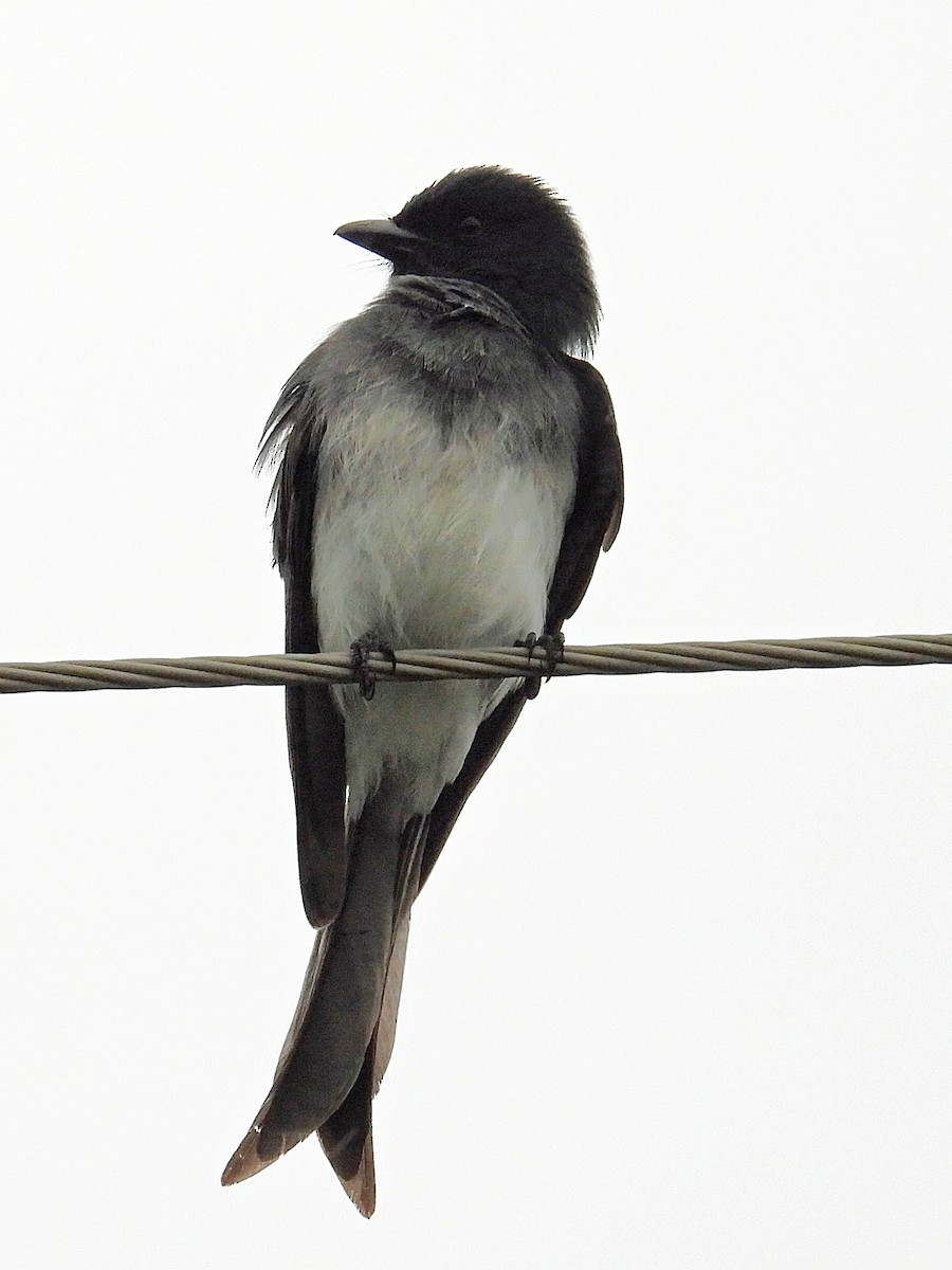 シロハラオウチュウ - ML644451754