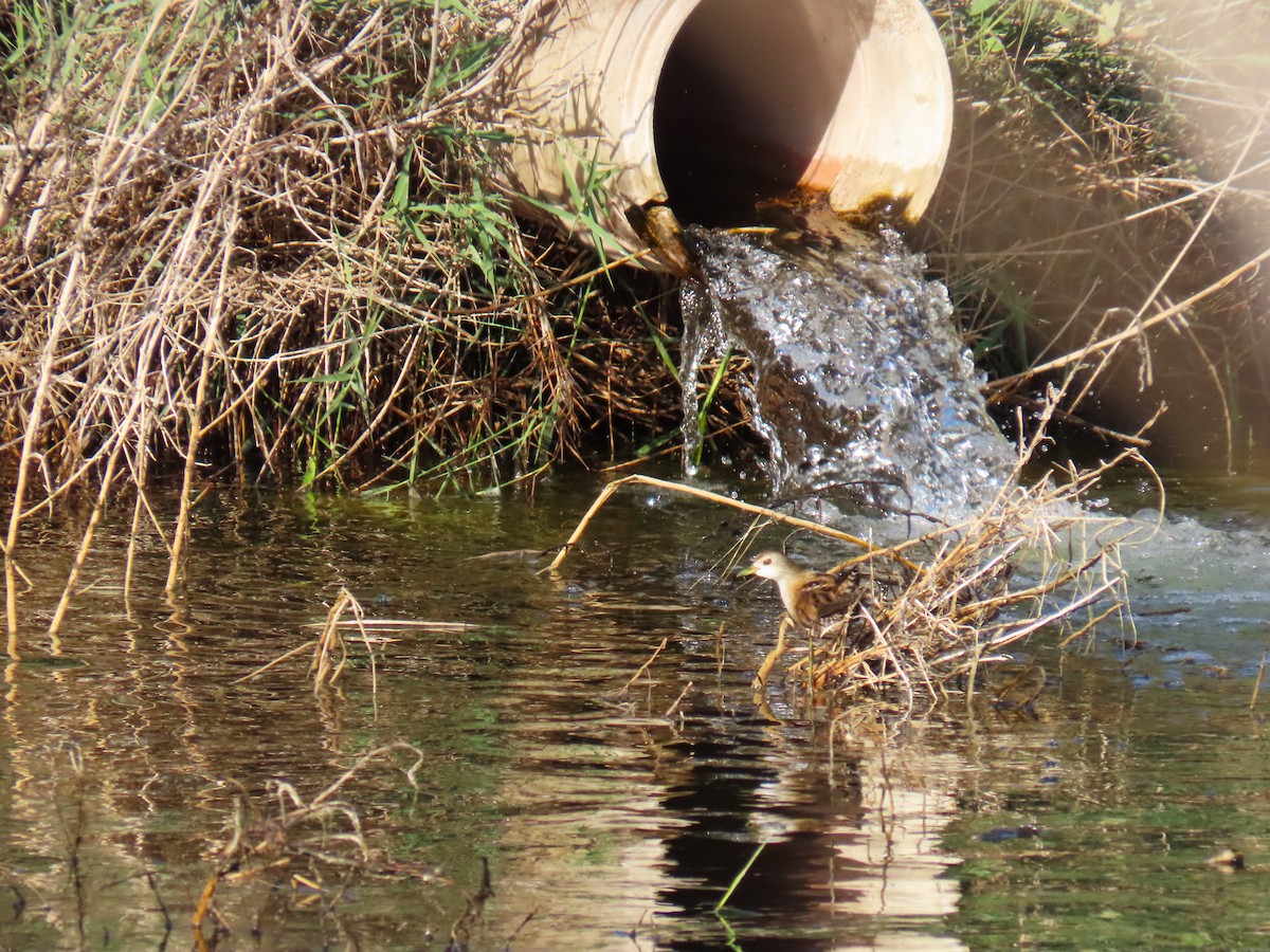 Little Crake - ML644451755
