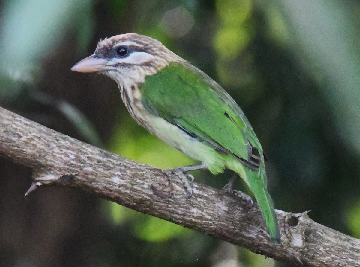 White-cheeked Barbet - ML644451756