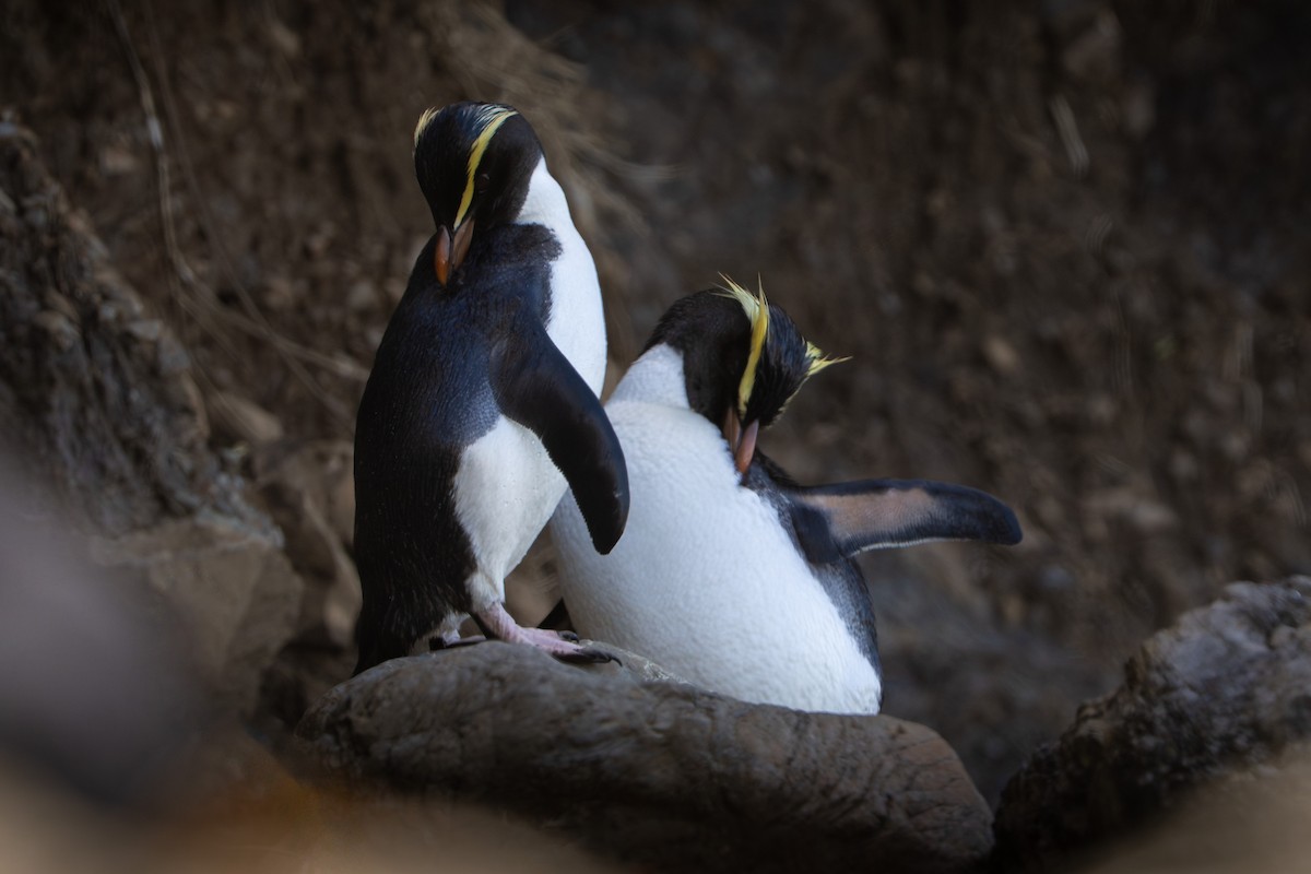 Fiordland Penguin - ML644451757