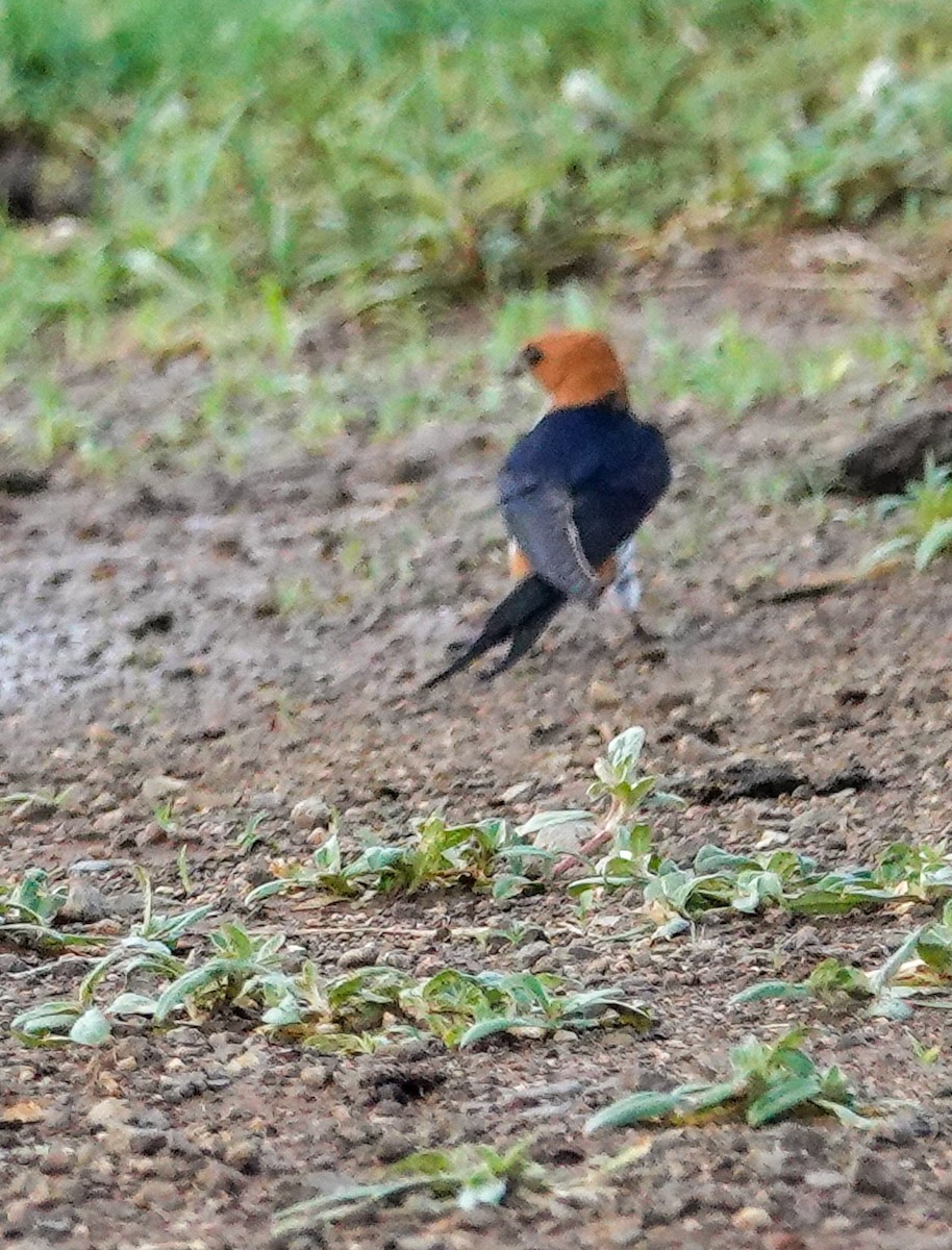 Lesser Striped Swallow - ML644451758