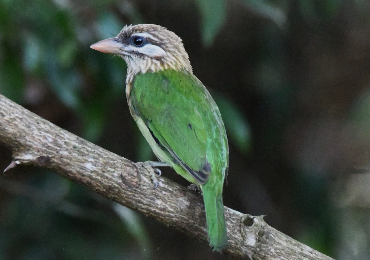 White-cheeked Barbet - ML644451762