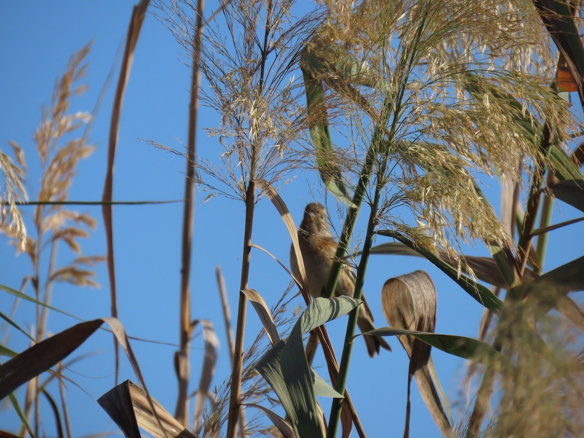 Brambling - ML644451764