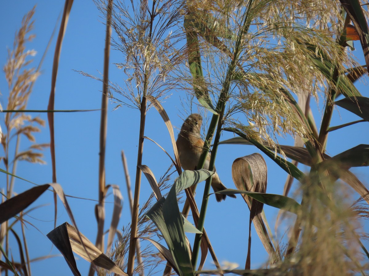 Brambling - ML644451765