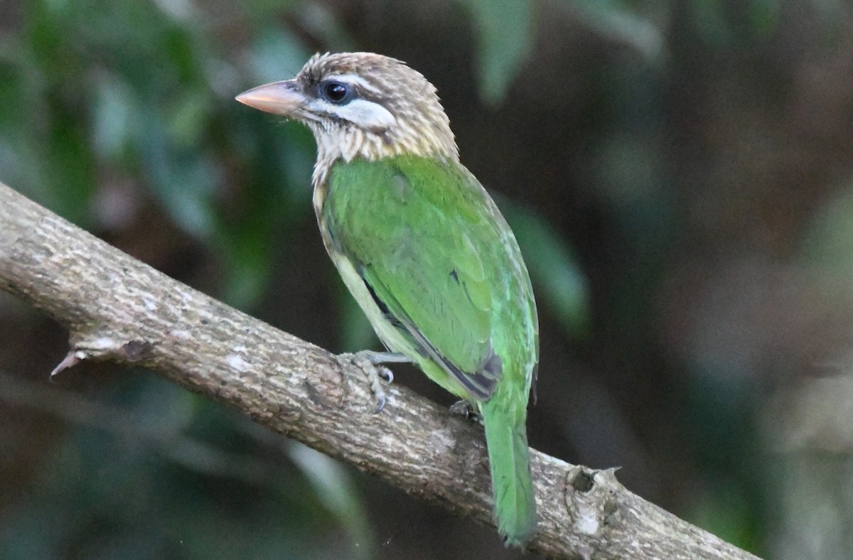 White-cheeked Barbet - ML644451767